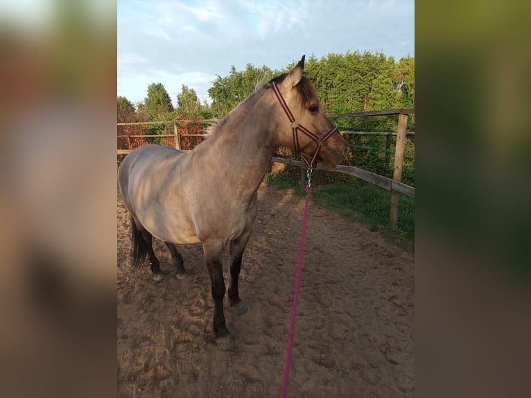 Konik Giumenta 13 Anni 146 cm in Katowice