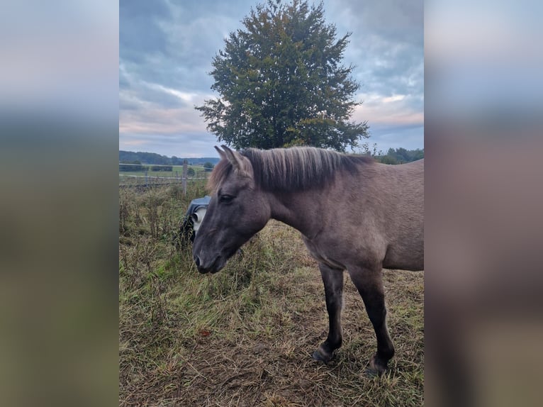 Konik Giumenta 14 Anni 135 cm Falbo in Driedorf