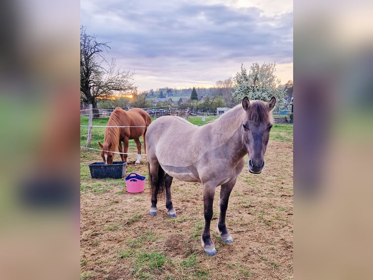 Konik Giumenta 14 Anni 135 cm Falbo in Driedorf