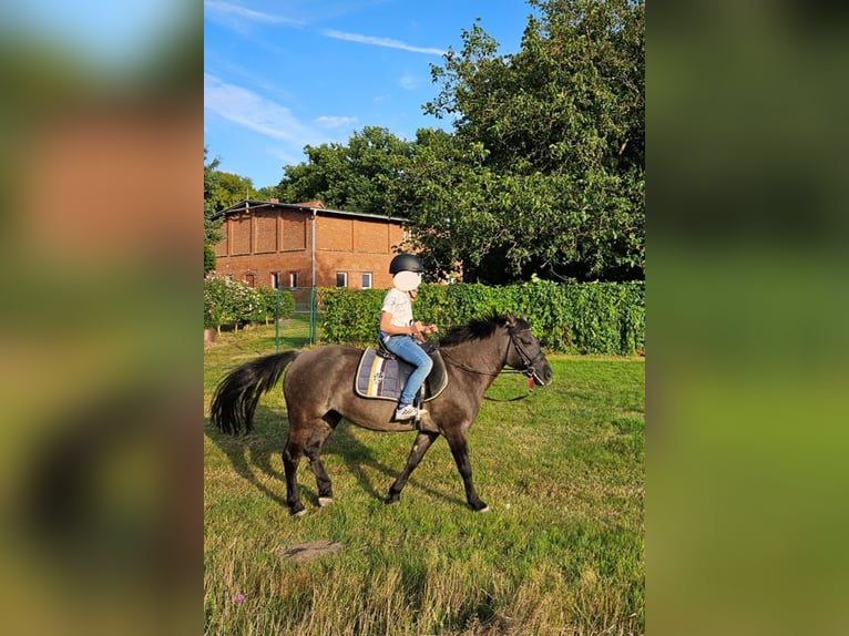 Konik Giumenta 14 Anni 140 cm Baio scuro in Nostorf