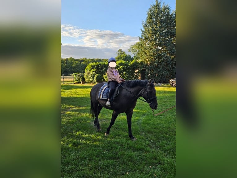 Konik Giumenta 14 Anni 140 cm Baio scuro in Nostorf