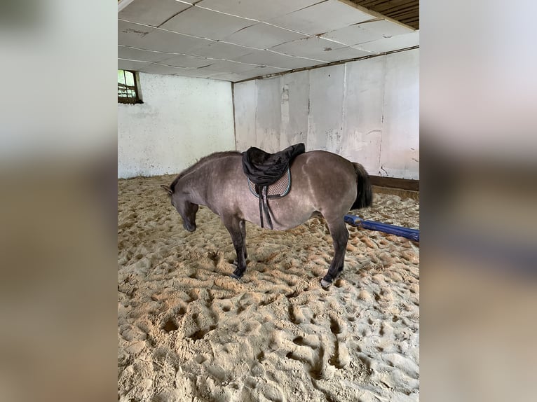 Konik Giumenta 15 Anni 137 cm in Bad Salzdetfurth