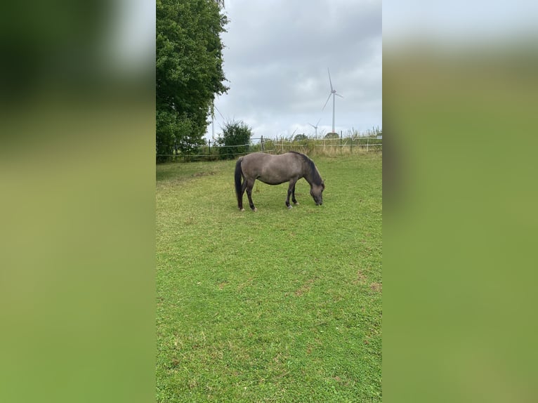 Konik Giumenta 15 Anni 137 cm in Bad Salzdetfurth