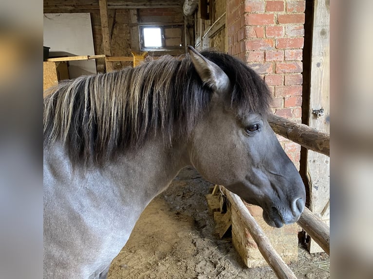 Konik Giumenta 15 Anni 137 cm in Bad Salzdetfurth