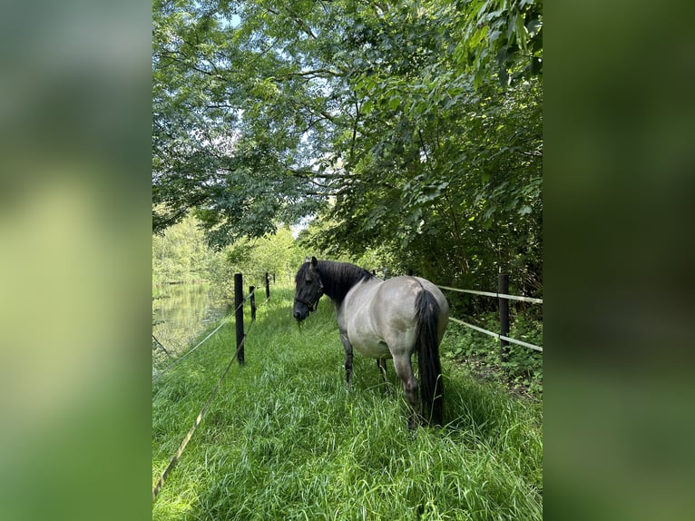 Konik Giumenta 15 Anni 145 cm in Leiden