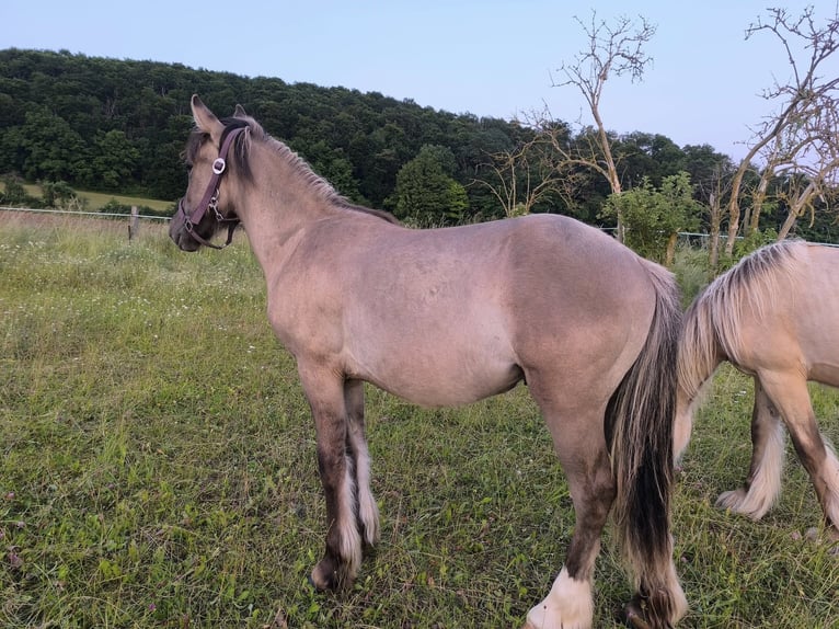 Konik Mix Giumenta 1 Anno 146 cm in Calden