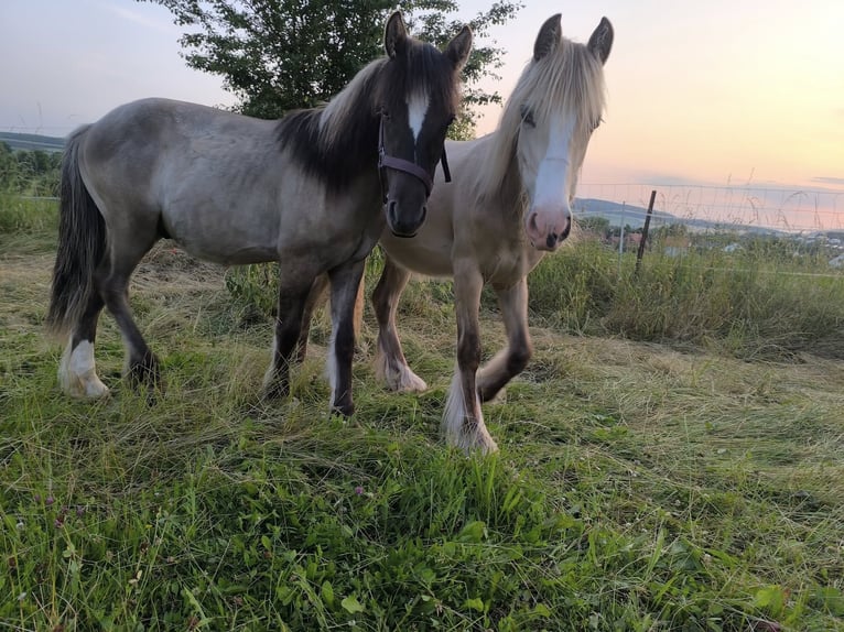 Konik Mix Giumenta 1 Anno 146 cm in Calden