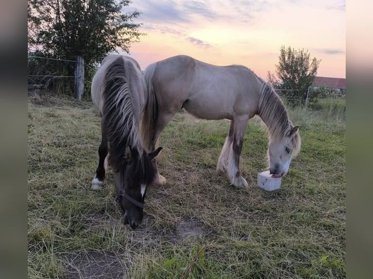 Konik Mix Giumenta 1 Anno 146 cm in Calden