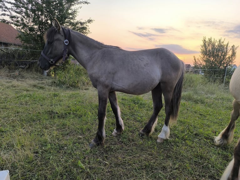 Konik Mix Giumenta 1 Anno 146 cm in Calden