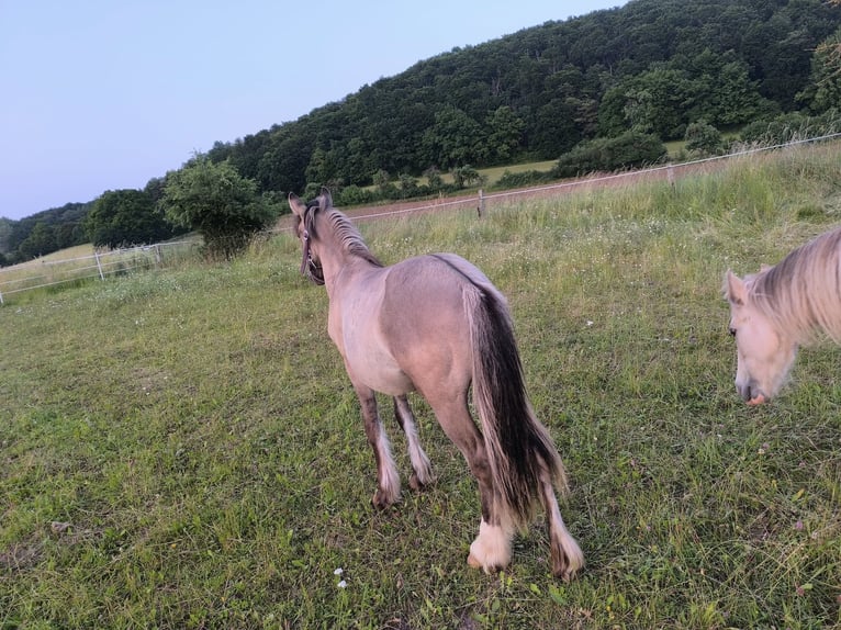 Konik Mix Giumenta 1 Anno 146 cm in Calden