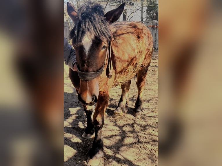 Konik Giumenta 1 Anno Baio in Pionki