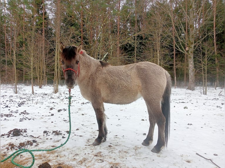 Konik Giumenta 2 Anni 133 cm Grigio in Talkowszczyzna