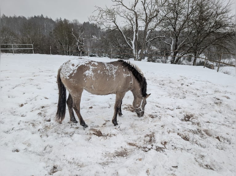Konik Giumenta 2 Anni 137 cm Falbo in Adelsheim