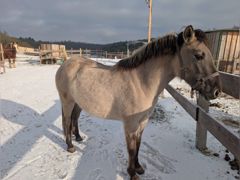Konik Giumenta 2 Anni 137 cm Falbo in Adelsheim