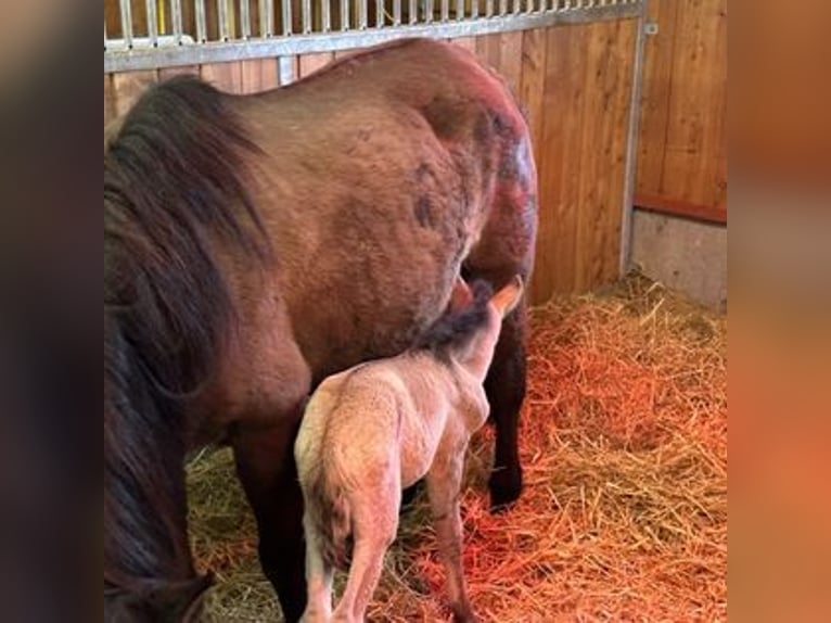 Konik Giumenta 2 Anni 140 cm Falbo in Eggermühlen