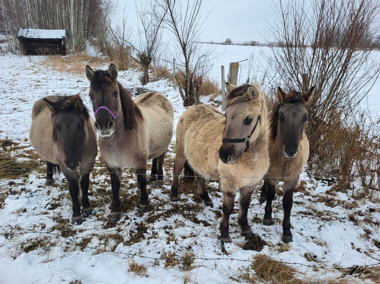 Konik Giumenta 2 Anni 140 cm Grigio in Zgorzelec