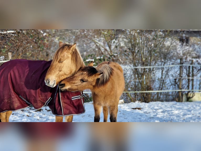 Konik Mix Giumenta 3 Anni 130 cm Falbo in Schlangenbad