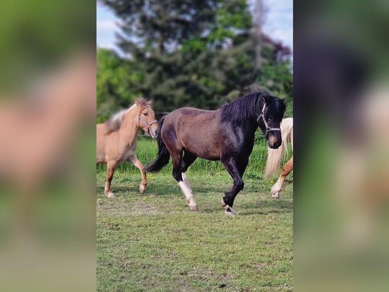 Konik Mix Giumenta 3 Anni 130 cm Falbo in Schlangenbad