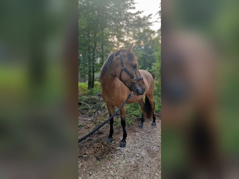 Konik Mix Giumenta 3 Anni 130 cm Falbo in Schlangenbad