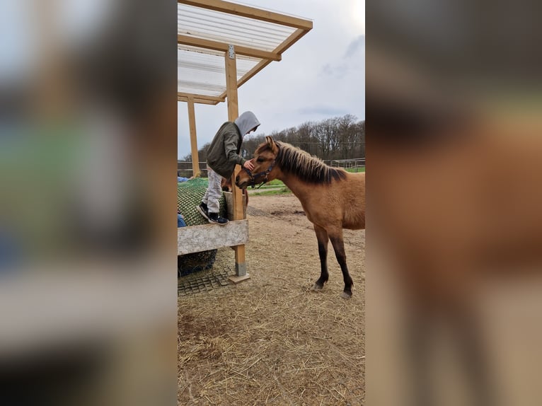 Konik Mix Giumenta 3 Anni 130 cm Falbo in Schlangenbad