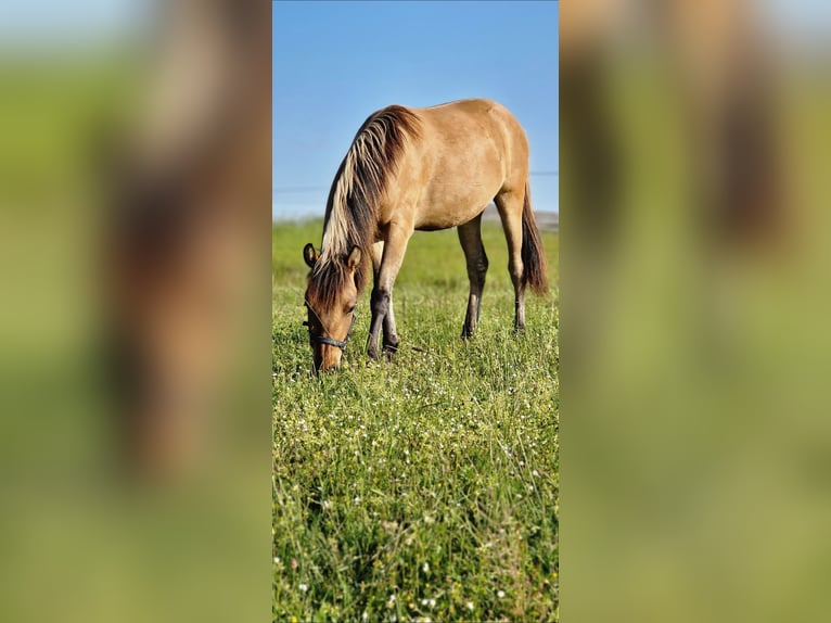 Konik Mix Giumenta 3 Anni 130 cm Falbo in Schlangenbad