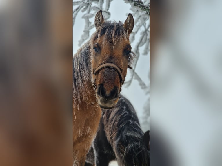 Konik Mix Giumenta 3 Anni 130 cm Falbo in Schlangenbad