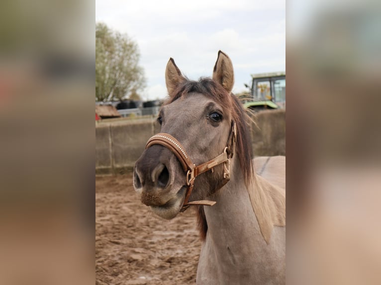 Konik Giumenta 3 Anni 133 cm Grullo in Dordrecht