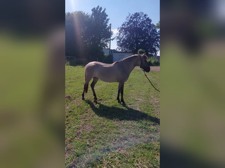 Konik Giumenta 4 Anni 134 cm in Linkenbach