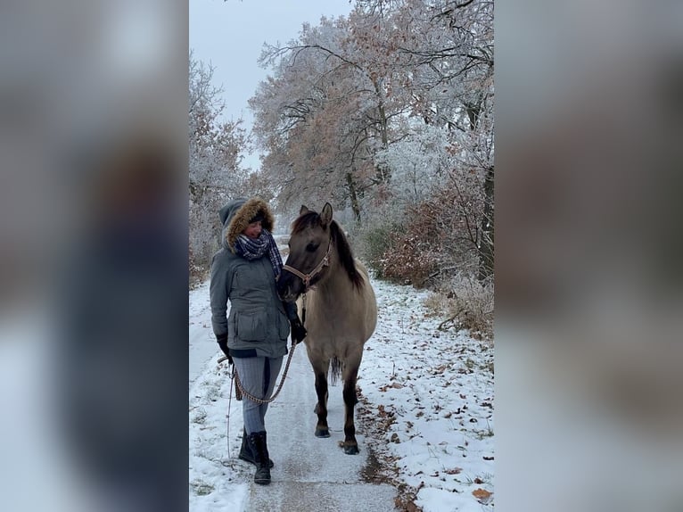 Konik Giumenta 4 Anni 136 cm Falbo in Falkensee