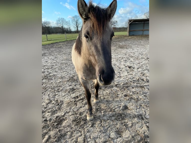 Konik Giumenta 4 Anni 136 cm Falbo in Falkensee