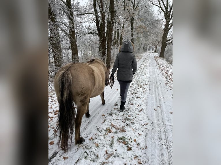 Konik Giumenta 4 Anni 136 cm Falbo in Falkensee