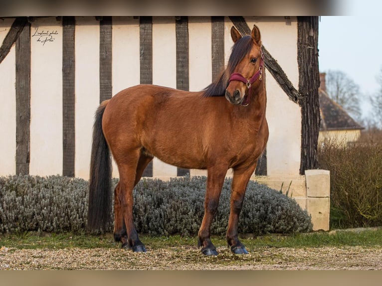 Konik Giumenta 4 Anni 141 cm in Breux-sur-Avre
