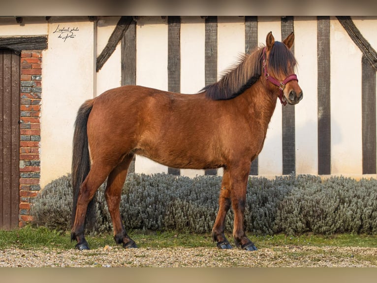 Konik Giumenta 4 Anni 141 cm in Breux-sur-Avre