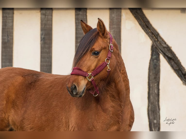 Konik Giumenta 4 Anni 141 cm in Breux-sur-Avre