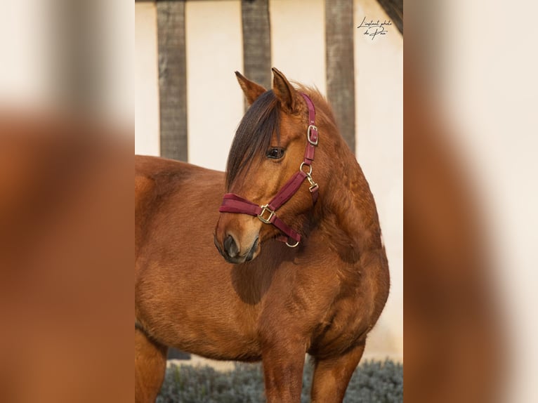 Konik Giumenta 4 Anni 141 cm in Breux-sur-Avre