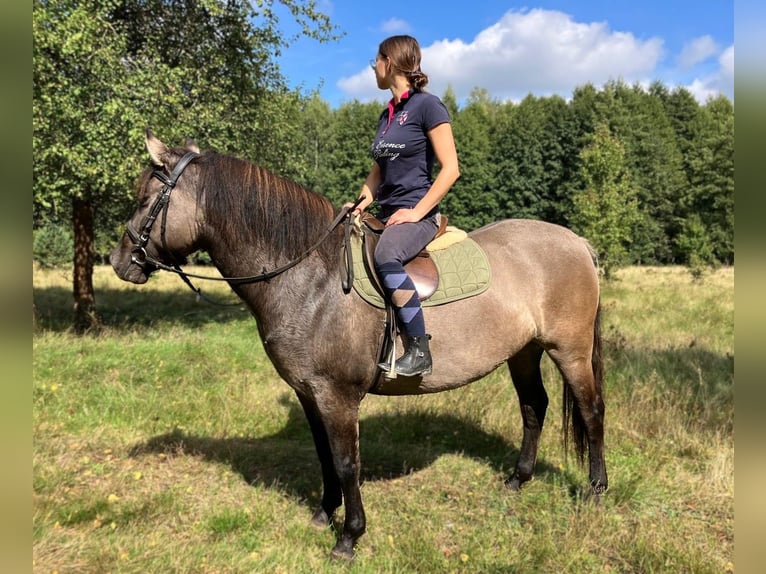 Konik Giumenta 4 Anni 145 cm Falbo in G&#xF6;rlitz