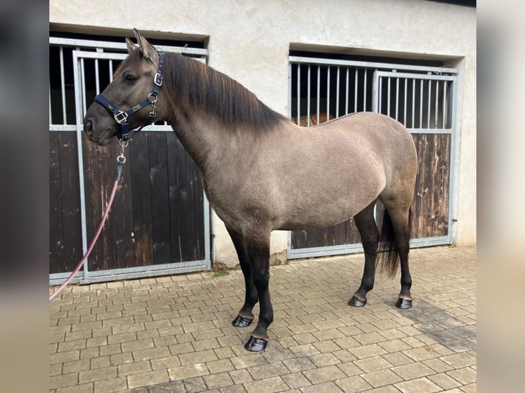 Konik Giumenta 4 Anni 145 cm Falbo in G&#xF6;rlitz