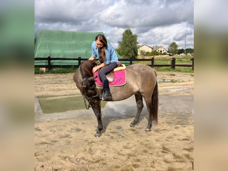 Konik Giumenta 4 Anni 145 cm Falbo in G&#xF6;rlitz