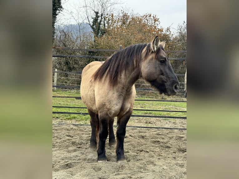 Konik Giumenta 4 Anni 147 cm Grullo in Moncucco Torinese