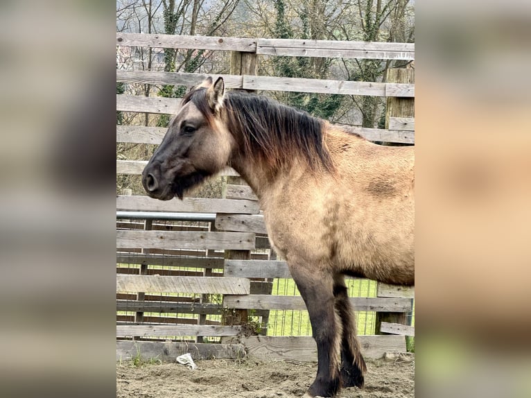 Konik Giumenta 4 Anni 147 cm Grullo in Moncucco Torinese