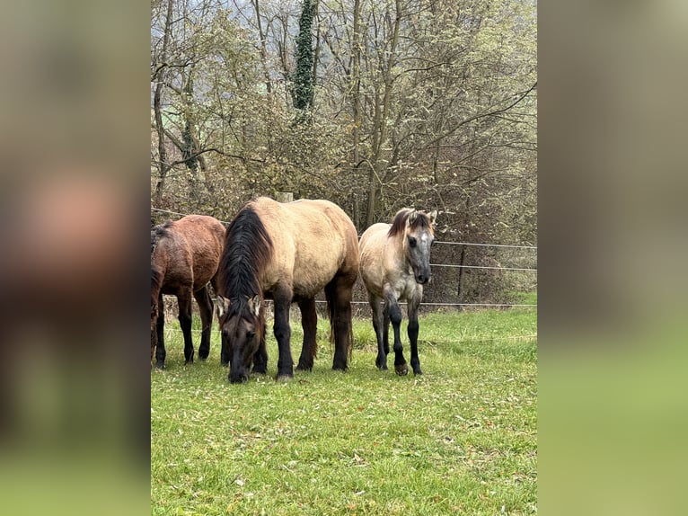 Konik Giumenta 4 Anni 147 cm Grullo in Moncucco Torinese