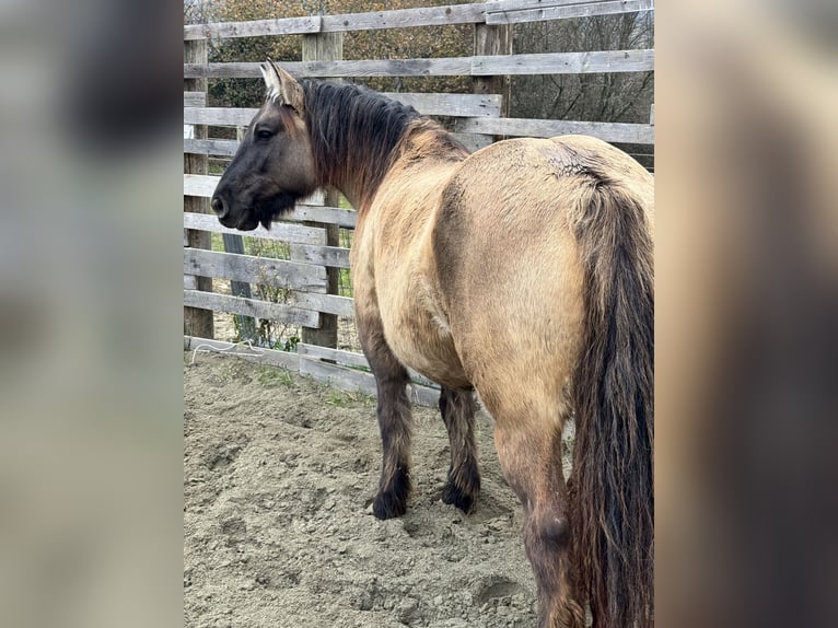 Konik Giumenta 4 Anni 147 cm Grullo in Moncucco Torinese