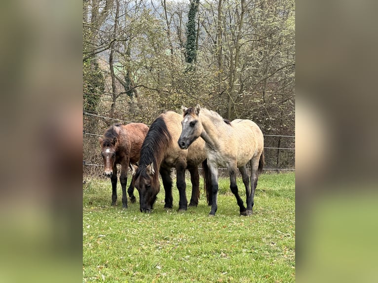 Konik Giumenta 4 Anni 147 cm Grullo in Moncucco Torinese