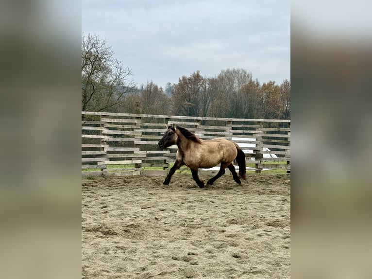 Konik Giumenta 4 Anni 147 cm Grullo in Moncucco Torinese