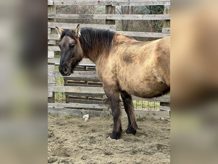 Konik Giumenta 4 Anni 147 cm Grullo in Moncucco Torinese