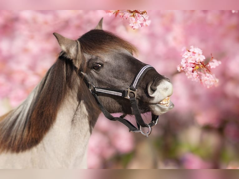 Konik Giumenta 5 Anni 128 cm Falbo in Kirchhundem