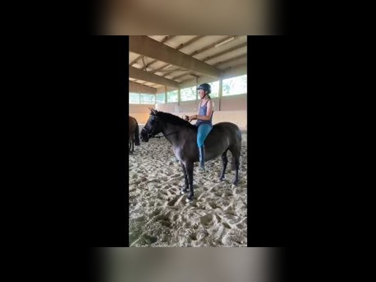 Konik Giumenta 5 Anni 135 cm Falbo in Eggermühlen