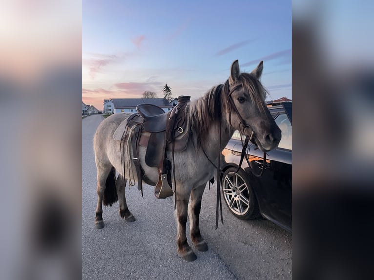 Konik Giumenta 5 Anni 135 cm Grullo in Aichach