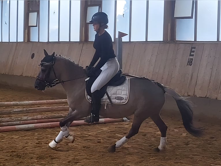 Konik Giumenta 5 Anni 136 cm Falbo in P&#xFC;rgen