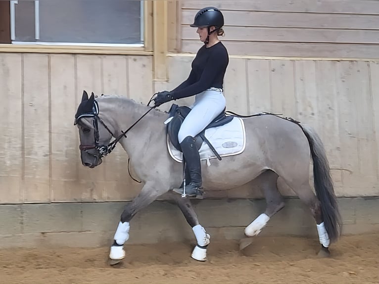 Konik Giumenta 5 Anni 136 cm Falbo in P&#xFC;rgen